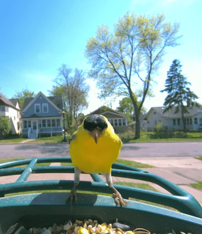 American Goldfinch eating from Beako smart bird feeder in suburban backyard.