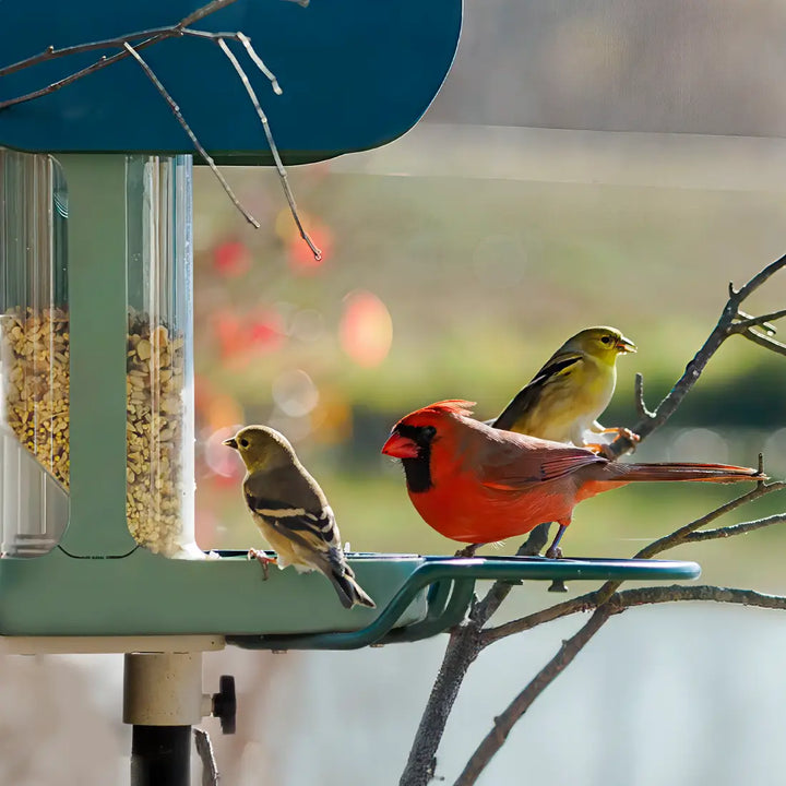 Northern Cardinal and American Goldfinches feeding at a smart bird feeder with a built-in camera.