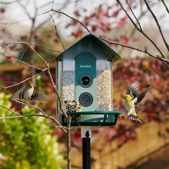 American Goldfinch flying toward a smart bird feeder with a camera in a backyard setting.