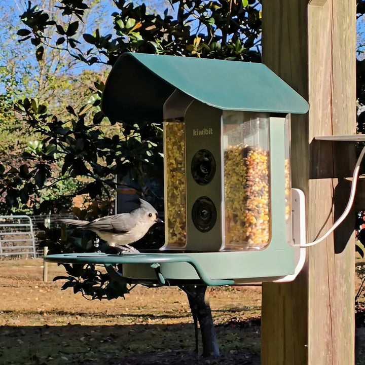 Tufted Titmouse visiting a backyard smart bird feeder with a camera.