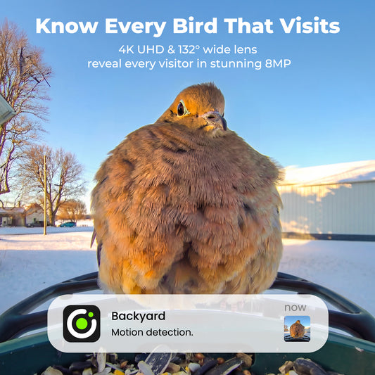 Kiwibit Bird Feeder 2 4K AI Camera with Solar Panel