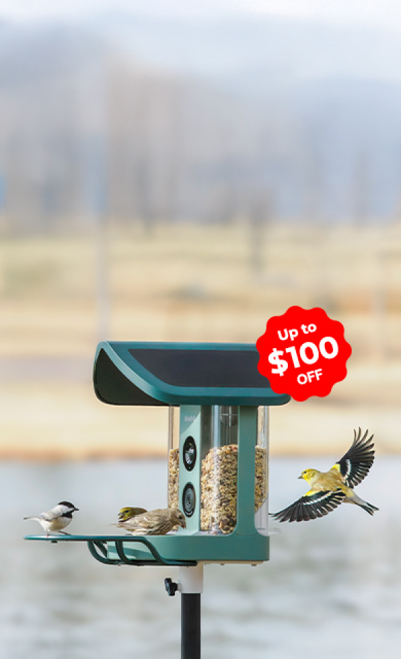 Meet Your Backyard Regulars