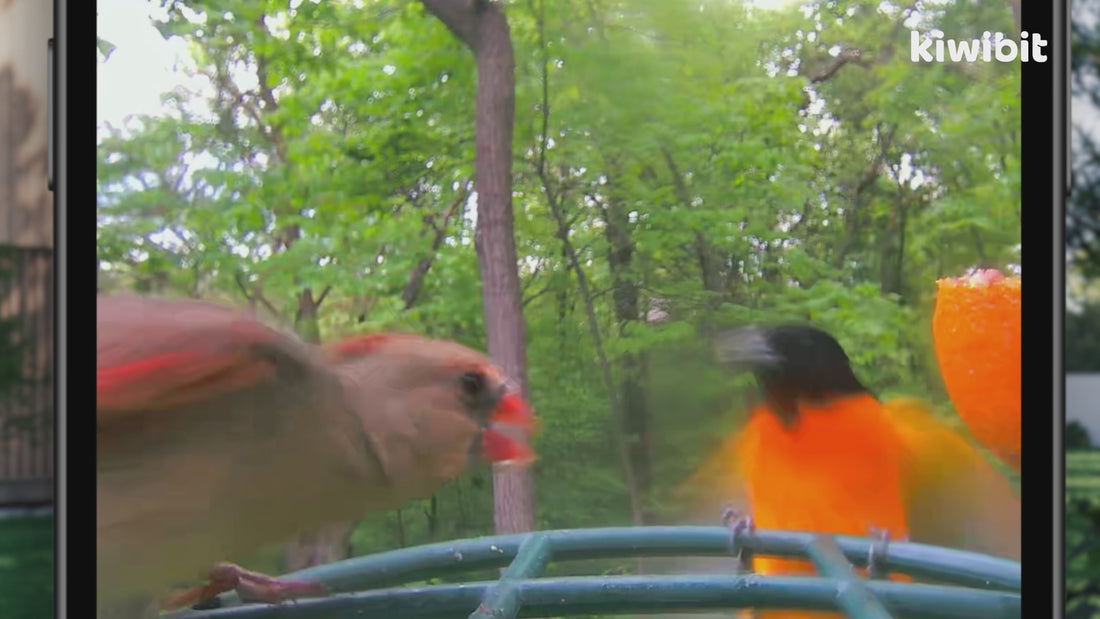 Load video: Bird Clips Recorded by Kiwibit Beako Smart Bird Feeder
