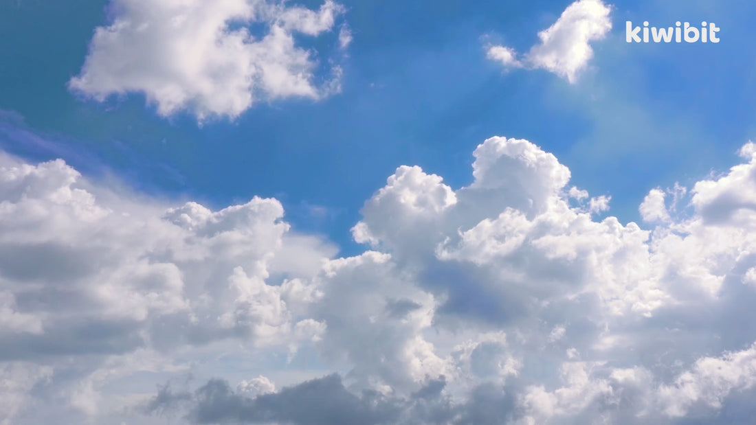 Load video: Bird Moments
