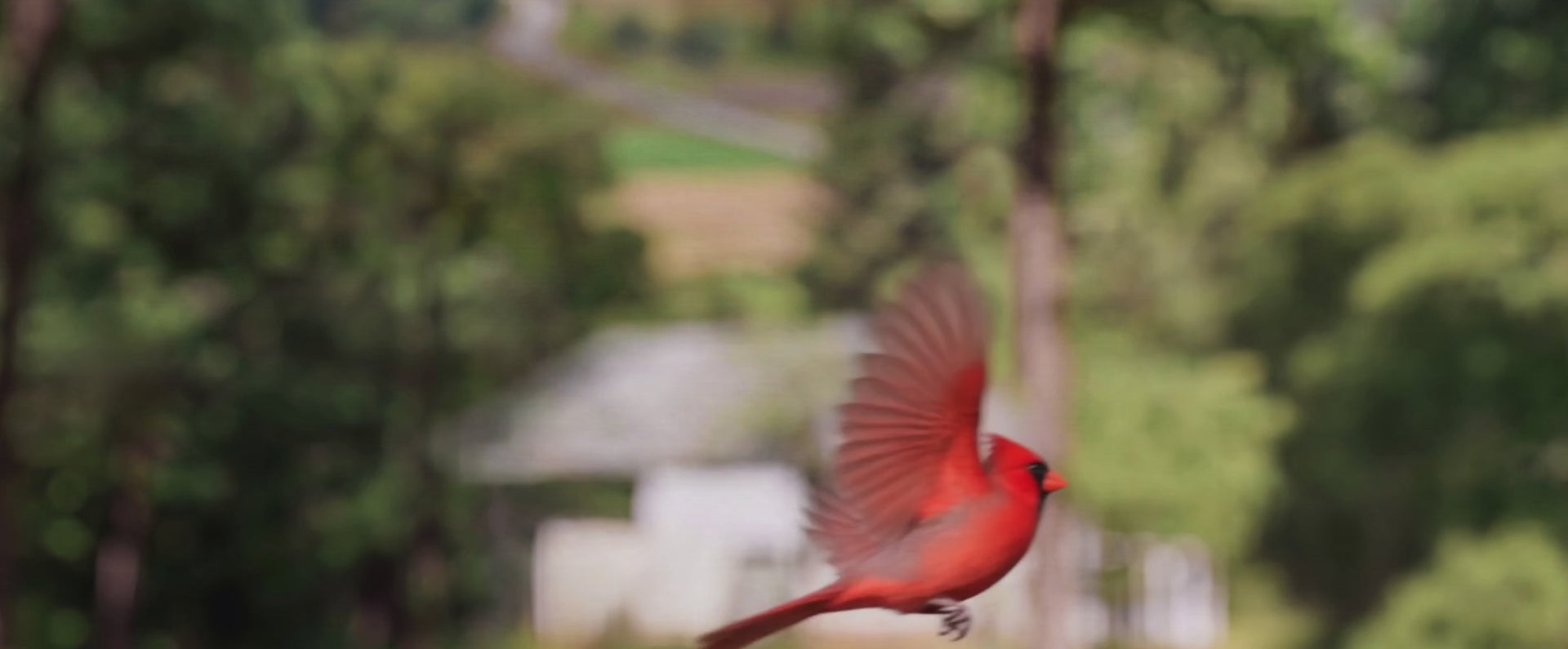 Bring Every Feather Closer in 4K