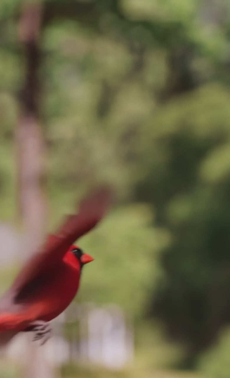 Bring Every Feather Closer in 4K