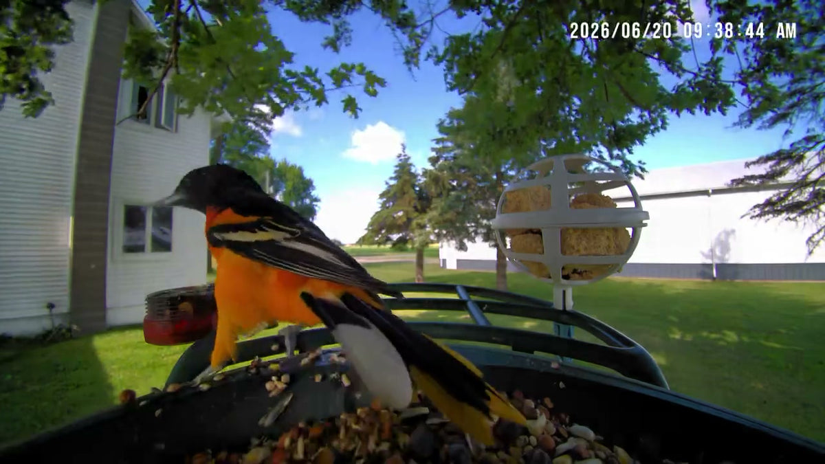 Stunning Oriole this morning!