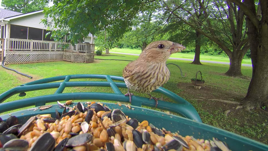 Today on As the Feeder Turns…. Today on As the Feeder Turns… Stella sat alone at the feeder enjoying a quiet breakfast. What Stella did not realize wa
