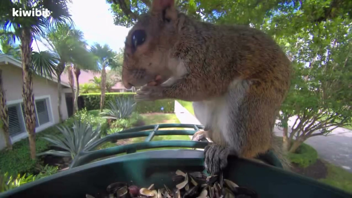 Every story has a villain. Ours arrived with a fluffy tail and absolutely no respect for feeder etiquette. Meet the squirrel. 🐿️ Wanted for seed thef