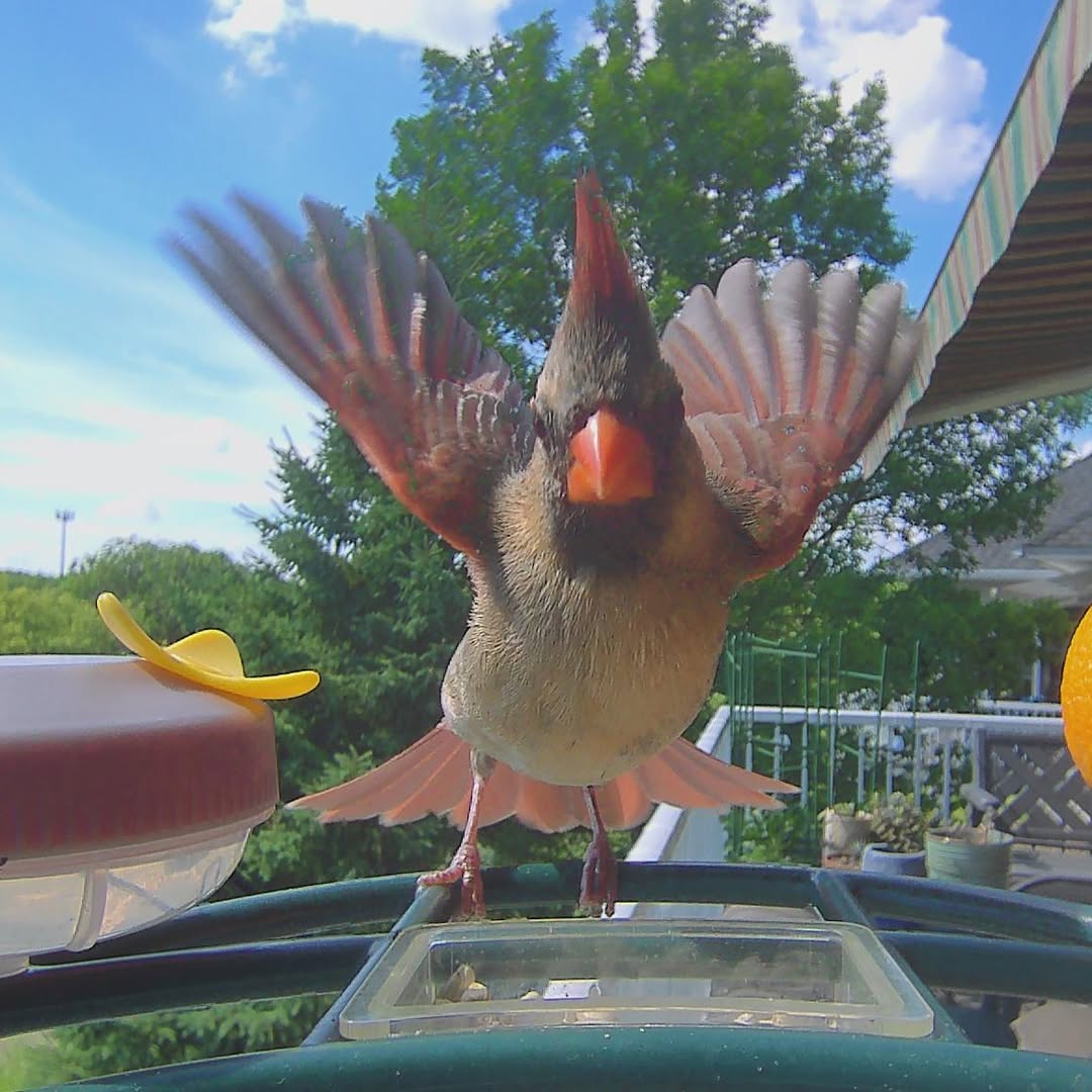 This KewiShot blew me away!!! I've loved Cardinals since I was a kid. My mom loved them so that meant I loved them too! This visit from Mom (yes, that