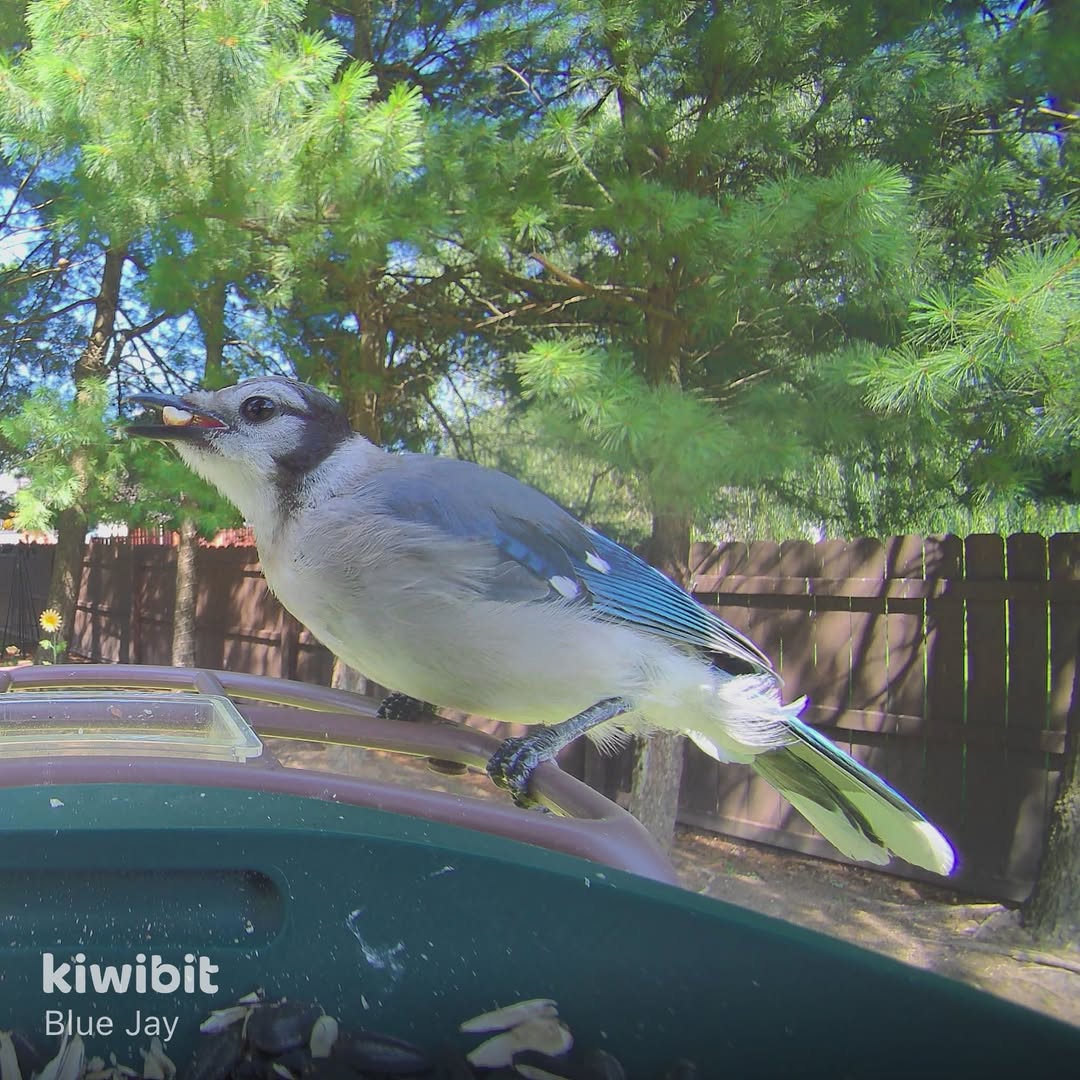 Kiwibit community post by Teresa Kiger