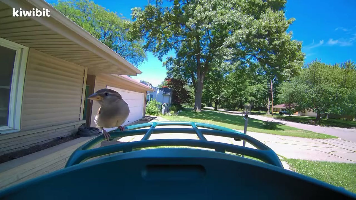 My first bird at my new bird feeder! I shall name them Steve, and they will be my friend! Sadly, Steve left disappointed because I hadn’t opened the f