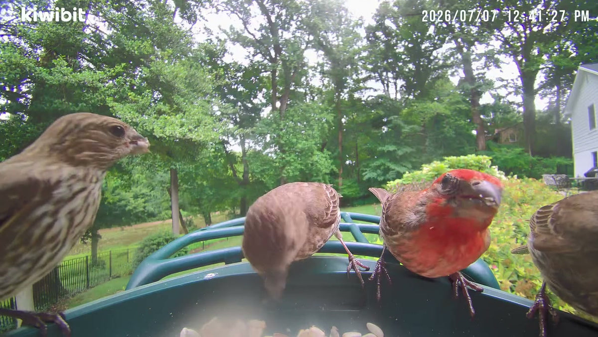 A finch-only party apparently!🎉