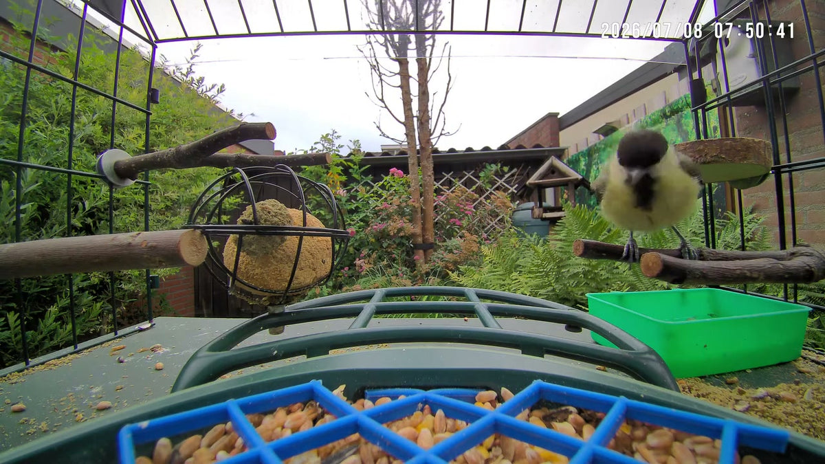 The great tit remains a welcome visitor, usually the first to arrive and the last to leave each day. Their brilliant yellow color is gradually returni