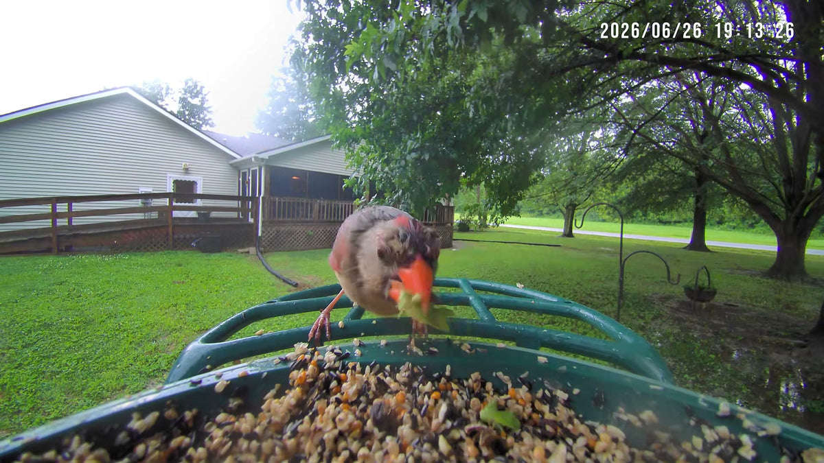 Today on As the Feeder Turns… Clara Jean ignored the weather report and went grocery shopping anyway. She arrived at the feeder carrying what appeared