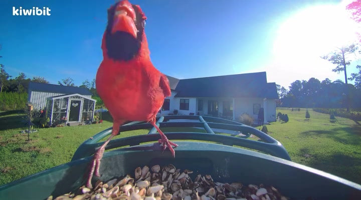 I love the Kiwibit bird feeder! It not only captures birds in action but also nature in action! Great product! First visitor of the week on my Kiwibit