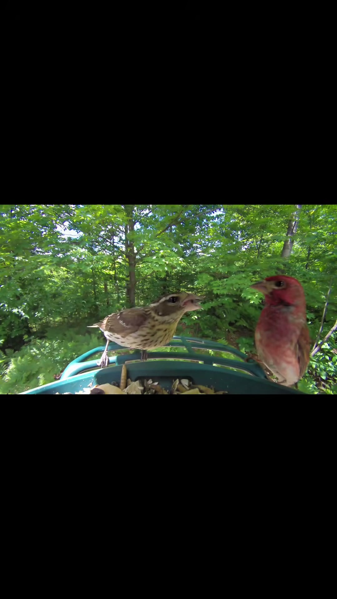Backyard Bird Drama Is Real 😆